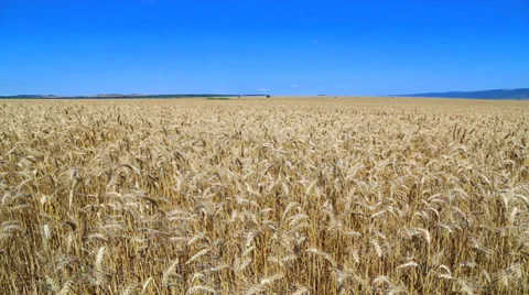 Field of wheat 스톡 동영상 39689697
