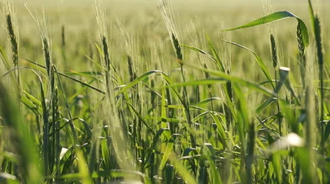 Field of wheat. Stock Footage 40269302
