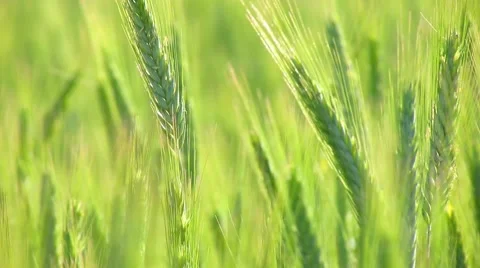 Field of wheat Stock Footage 51116197