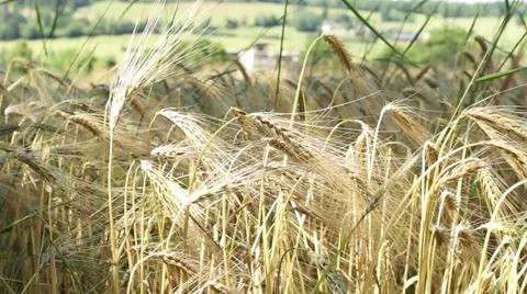 Field of Wheat Stock Footage 52661783
