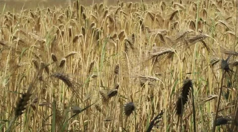 Field of Wheat Stock Footage 52662333