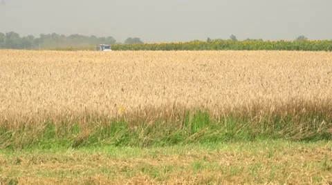 In a field of wheat Stock Footage 61126847