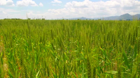 Field of wheat Stock Footage 63865462