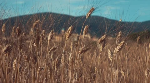 Field of wheat Vidéo 68602592