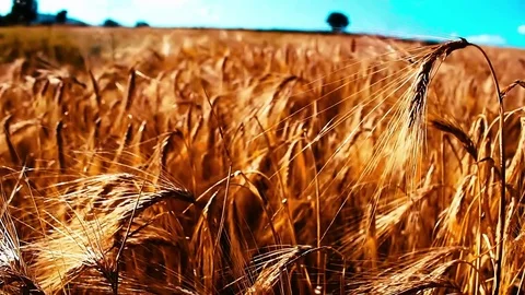 Field of wheat 스톡 동영상 70772959