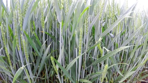 Field with wheat Stock Footage 76966107