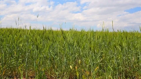 Field of wheat Stock Footage 80397577