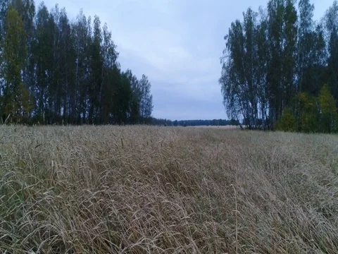 A field of wheat Stock Footage 80553101