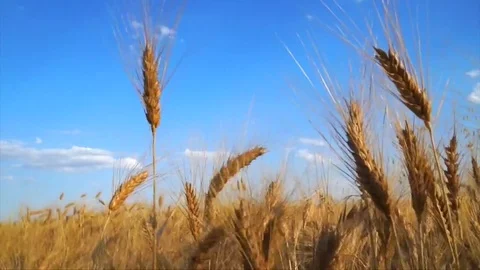 Field of wheat Stock Footage 82922479