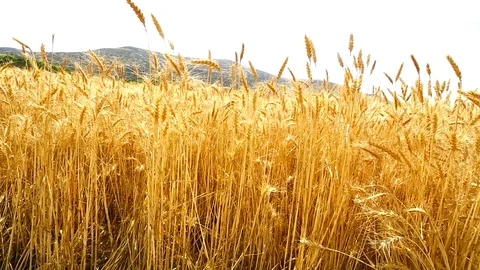Field of wheat Stock Footage 82922505