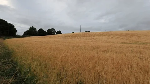 Field of wheat Stock-Footage 92930847
