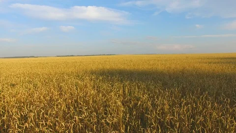 A field of wheat Stock Footage 96329083