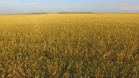 A field of wheat Stock Footage 96329202