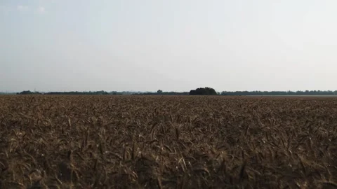 A field with wheat Stock Footage 100533089
