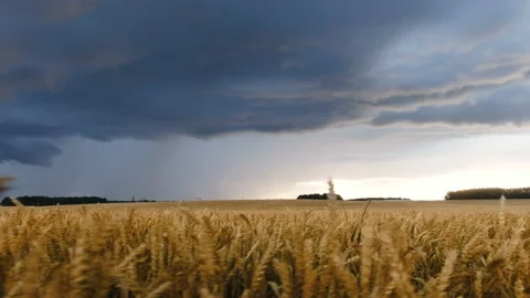 Field of wheat. Stock Footage 112006969