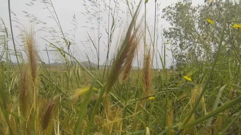 Field of wheat Stock Footage 117632249