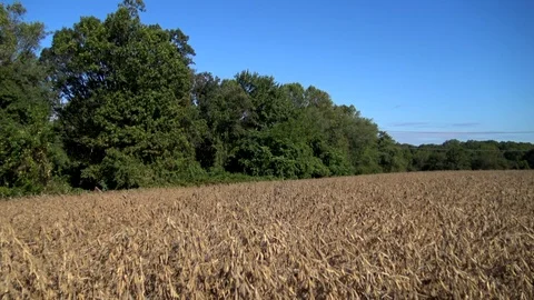 Field of Wheat Vidéo 121364089