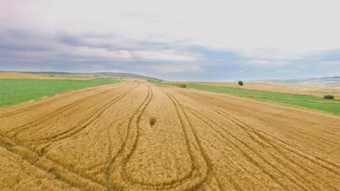 Field of wheat Stock Footage 134819570