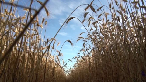Field of wheat Video stock 135729681