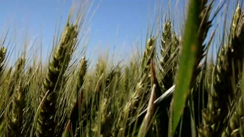 FIELD WHEAT Video stock 138404461