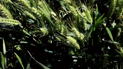 FIELD WHEAT Video stock 138404464