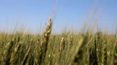 FIELD WHEAT Video stock 138404465