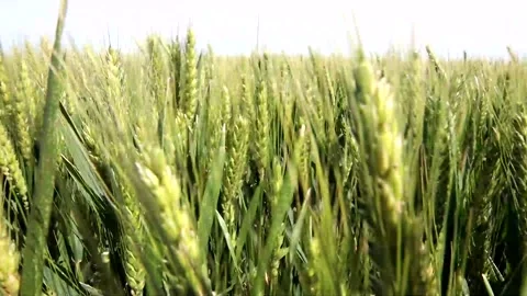 FIELD WHEAT Video stock 138404467