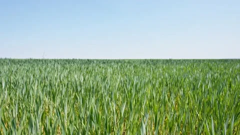 Field of wheat Stock Footage 171557282