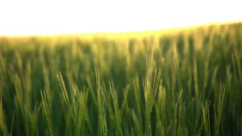Field of wheat Stock Footage 205570211