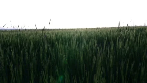 Field of wheat Stock Footage 213586316