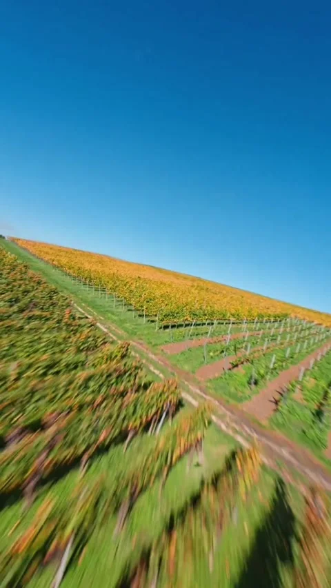 Field of wheat Video stock 271671807