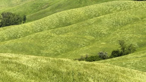 Field of wheat Stock Footage 276426926