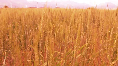 Field of wheat gold 스톡 동영상 63831982
