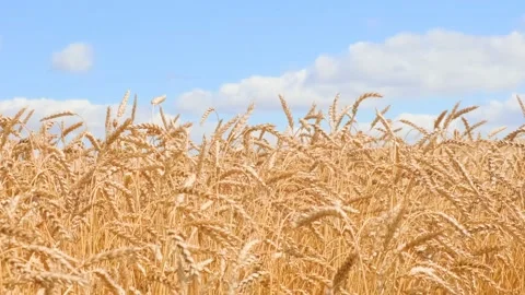 Field with wheat grain crops on background of blue sky with clouds close up Stock Footage 202255918
