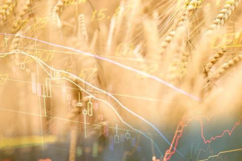 A field of wheat with graphs of declining prices. The global food crisis. War in Photos