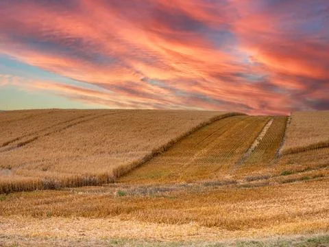 Field of wheat with gray storm clouds Stock Photos