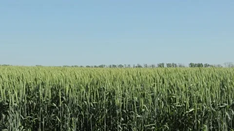 A field of wheat with green ears sways in the wind against the blue sky Stock Footage 276353345