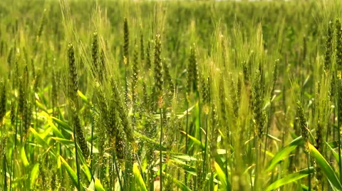 Field of wheat green Stock Footage 63865730