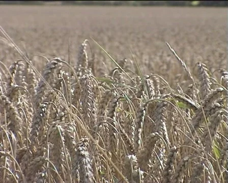 Field of Wheat at Harvest 스톡 동영상 157772