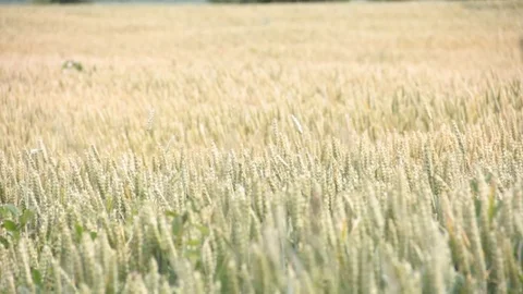 Field wheat harvest Video stock 77805765