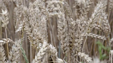 Field of wheat, Harwest of bread wheat , Triticum aestivum, Triticum monococc Stock Footage 154250823