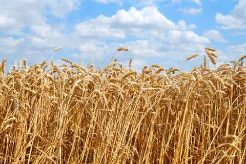 Field of wheat in high summer ready to be harvested Foto stock