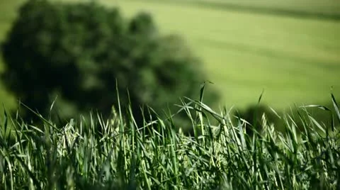 Field of wheat on hill Stock Footage 11107722