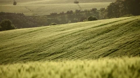 Field of wheat on hill Stock Footage 11114589