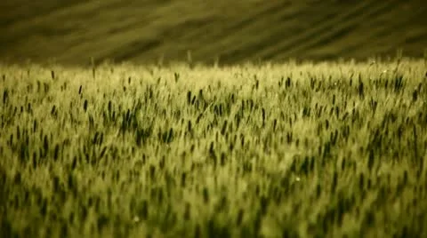 Field of wheat on hill Stock Footage 11130805