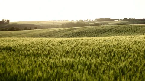Field of wheat on hill Stock Footage 11130852