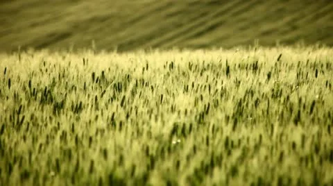 Field of wheat on hill (pan) Stock Footage 11130836