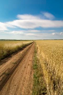Field of wheat Landscape with curved path Stock Photos