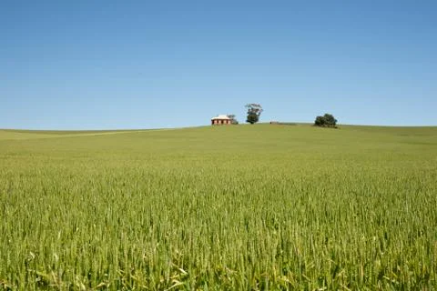 Field of wheat landscape Stock Photos