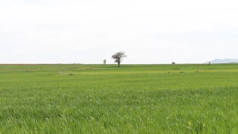 Field of wheat in the middle of the field HD 1080 Stock Footage 108544775